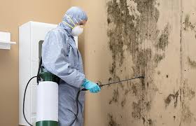 Mold Remediation for Rental Properties in Larksville, PA